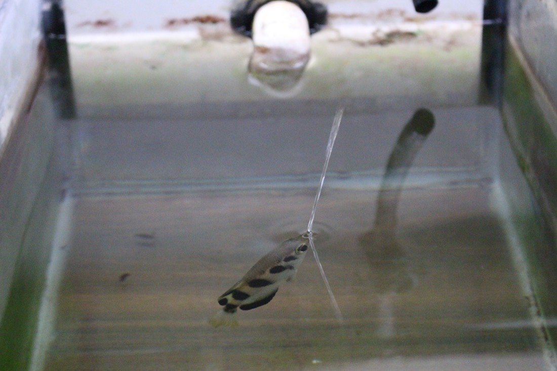 Archerfish 
