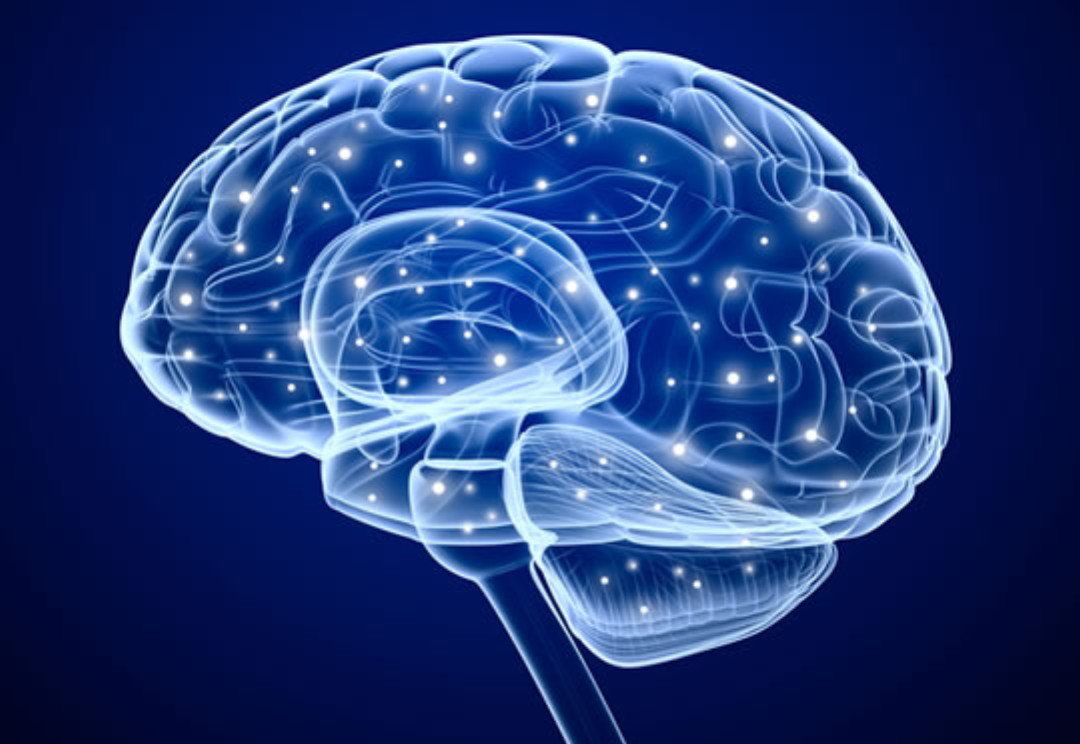 brain size