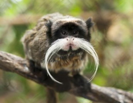 primates