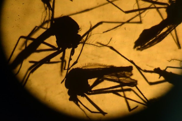 Click to enlarge zika