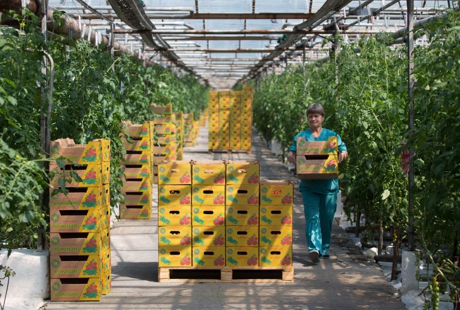 Click to enlarge Russia organic food