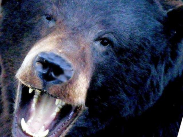 Black bear