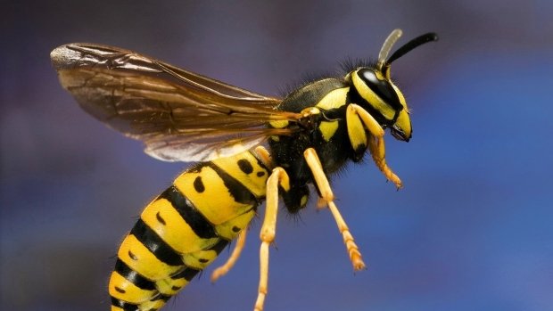 Stinging creatures, like this yellow jacket are swarming around Fort McMurray. 