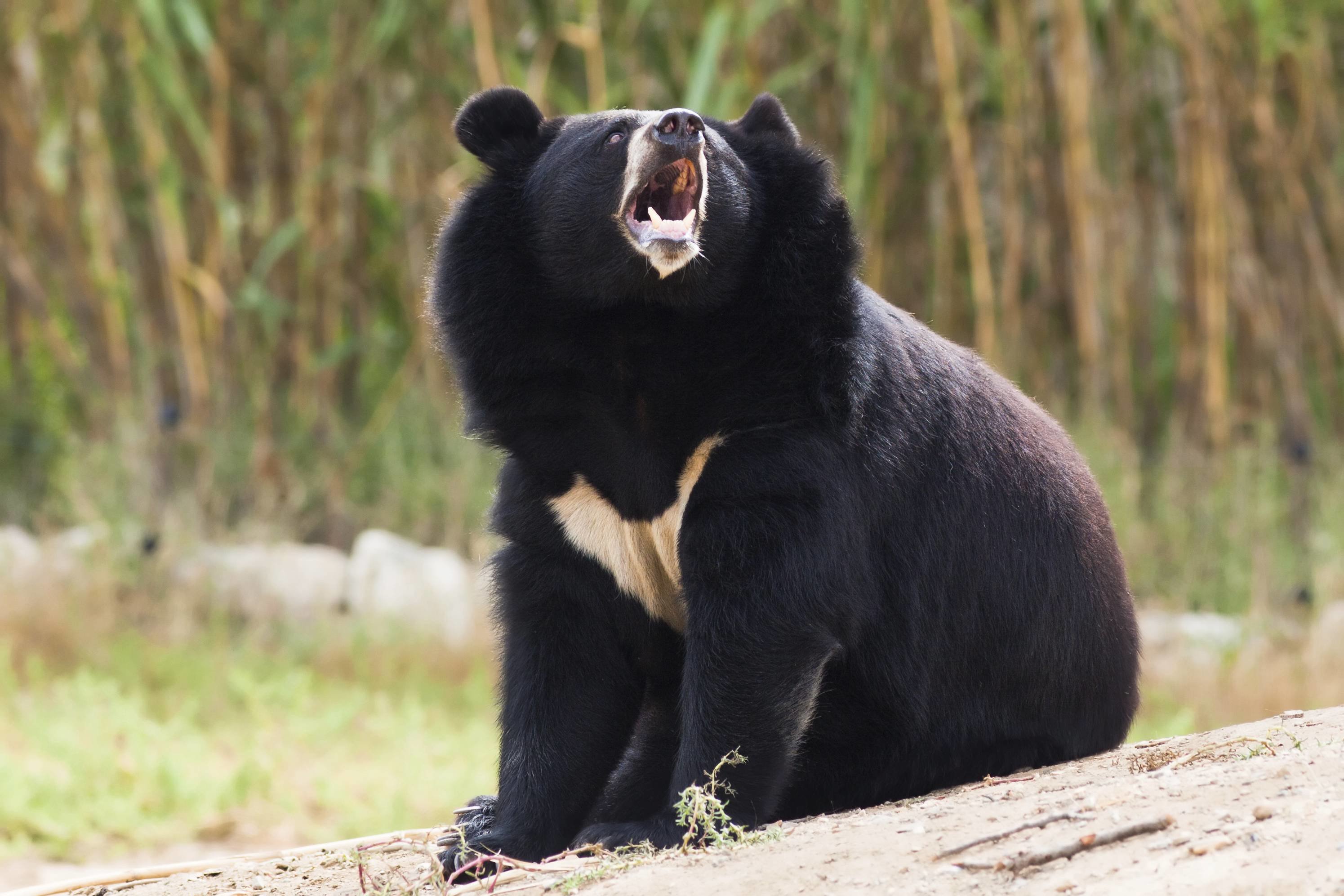 Asiatic black bear 