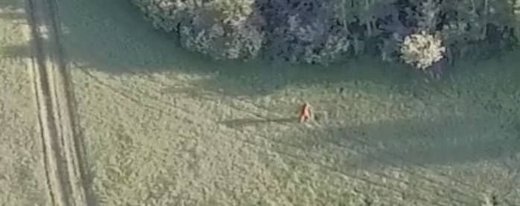 possible bigfoot