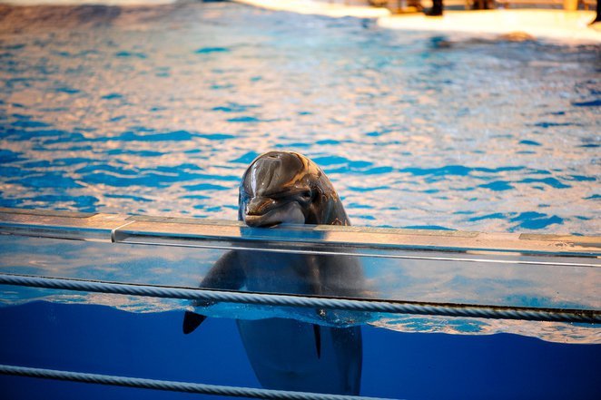 Click to enlarge dolphin captive