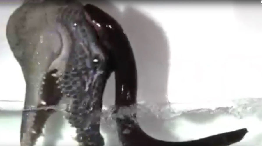Eel electrocuting crocodile head