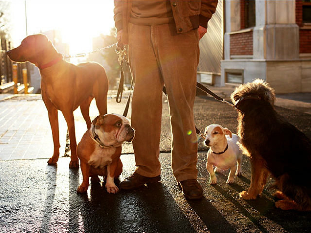doggies