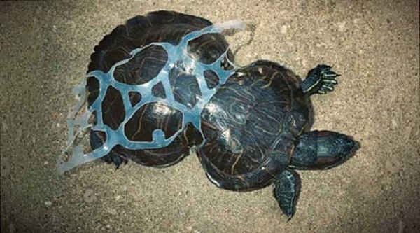 six pack turtle