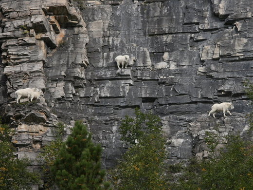 Click to enlarge Mountain goats