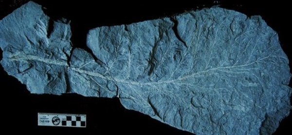 Fossil