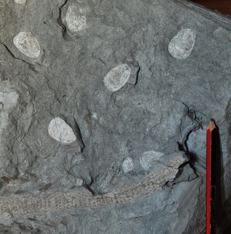 Fossils