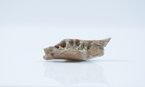 jaw bone fragment
