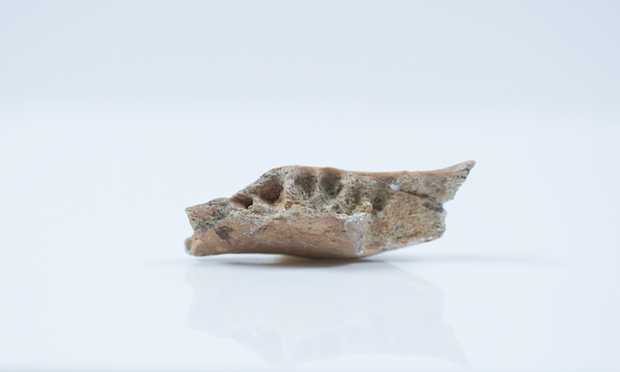Click to enlarge jaw bone fragment
