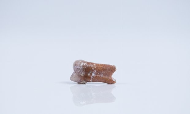 Click to enlarge Fossil tooth