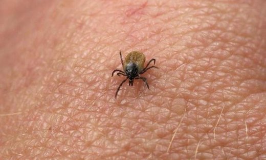 Click to enlarge ticks