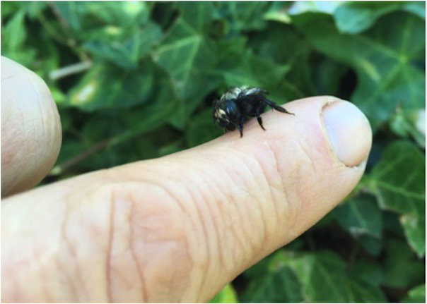 mason bees