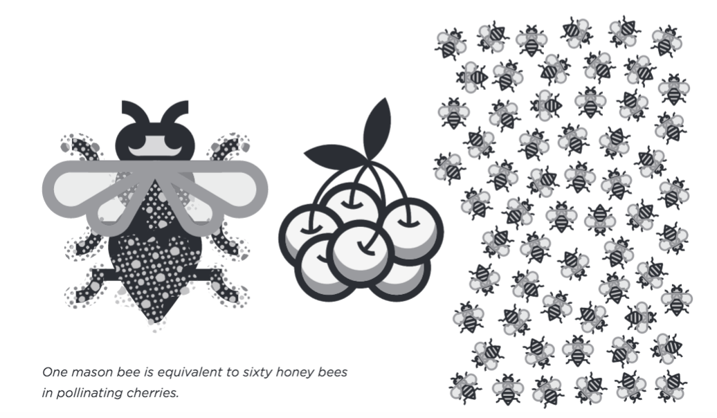 Click to enlarge mason bee