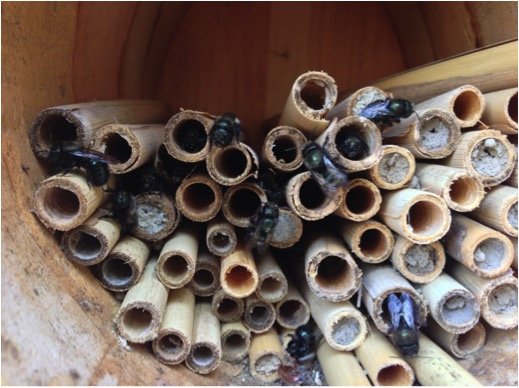 Click to enlarge mason bees