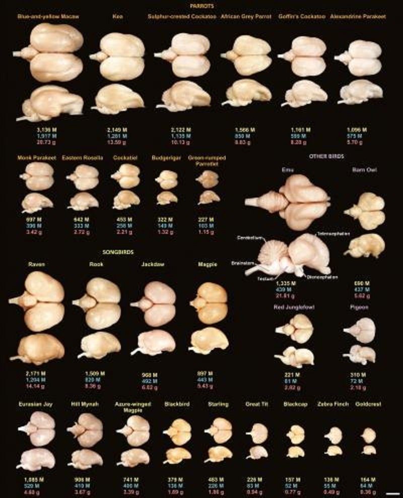 Bird Brains