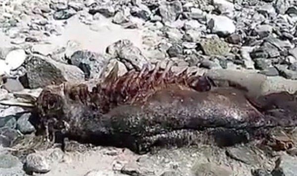 Mystery creature