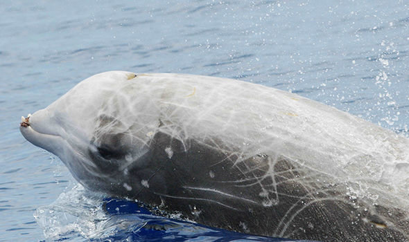 Beaked Whale