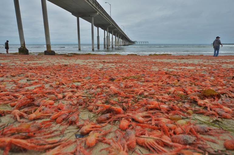 Red tuna crabs wash up