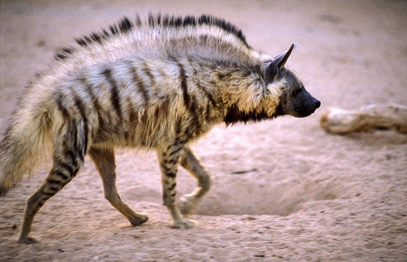 Striped Hyena
