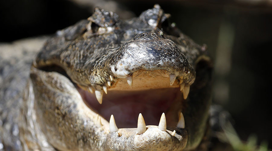 Click to enlarge Alligator