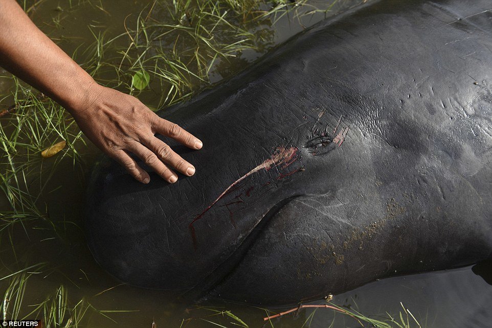 The short-finned pilot whale usually lives in warm, deep water. The whales can often stray inland slightly, which can lead to being stranded