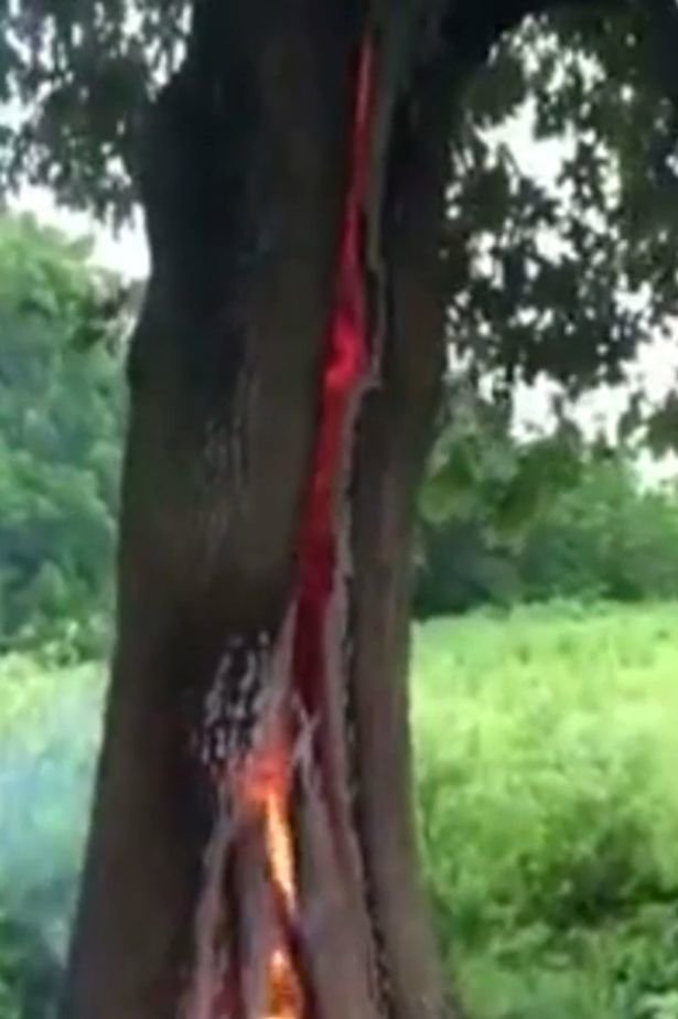 Click to enlarge A huge crack can clearly be seen in the tree trunk