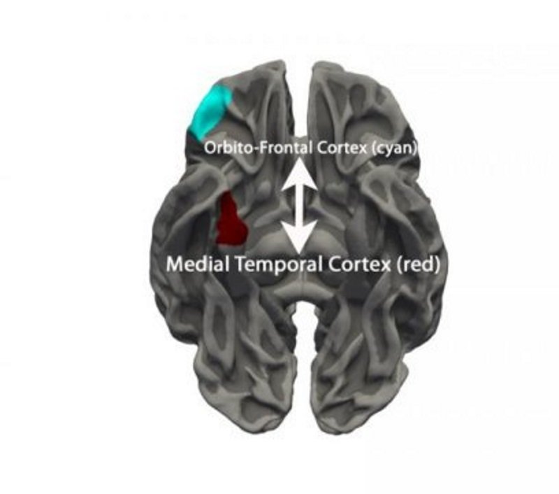 brain behavior teenagers