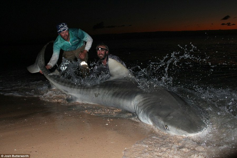 Click to enlarge Shark selfie