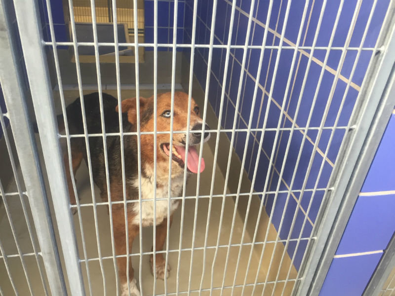 Caged dog