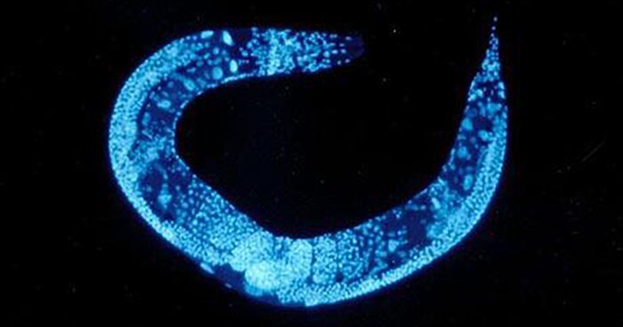 Click to enlarge Caenorhabditis worm