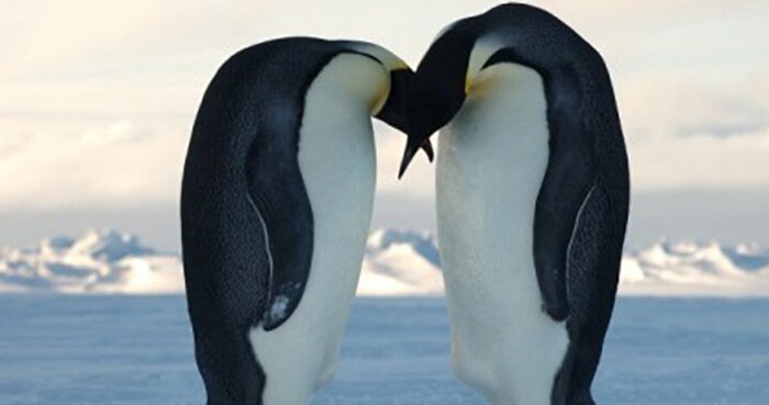 Click to enlarge penguins