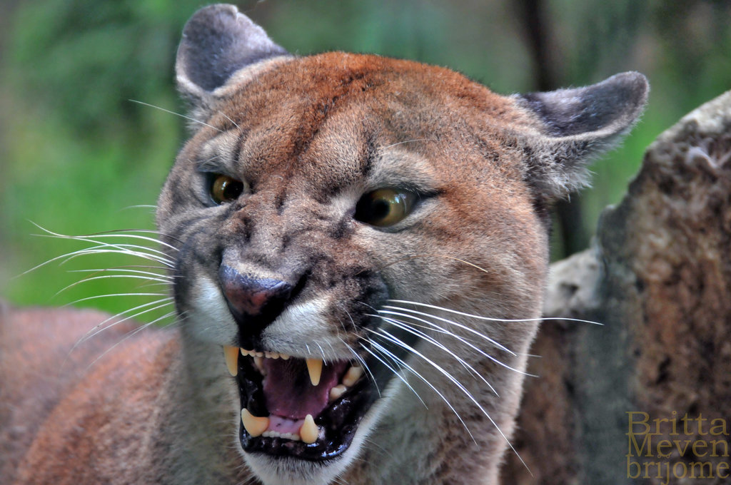  Mountain lion 