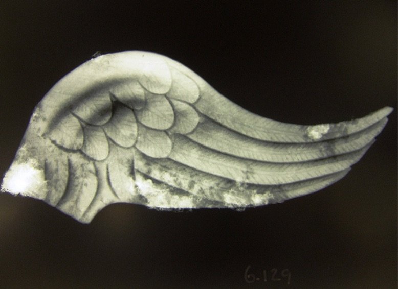 X-ray of bronze wing