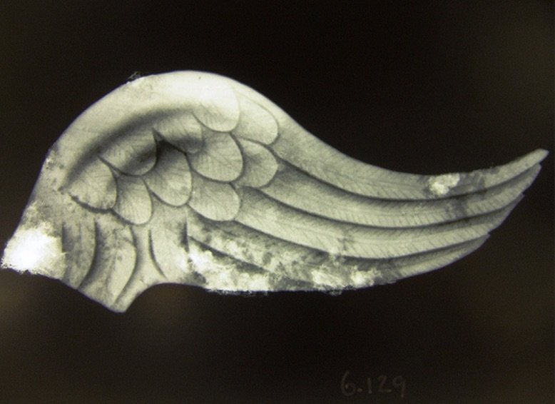 Click to enlarge X-ray of bronze wing