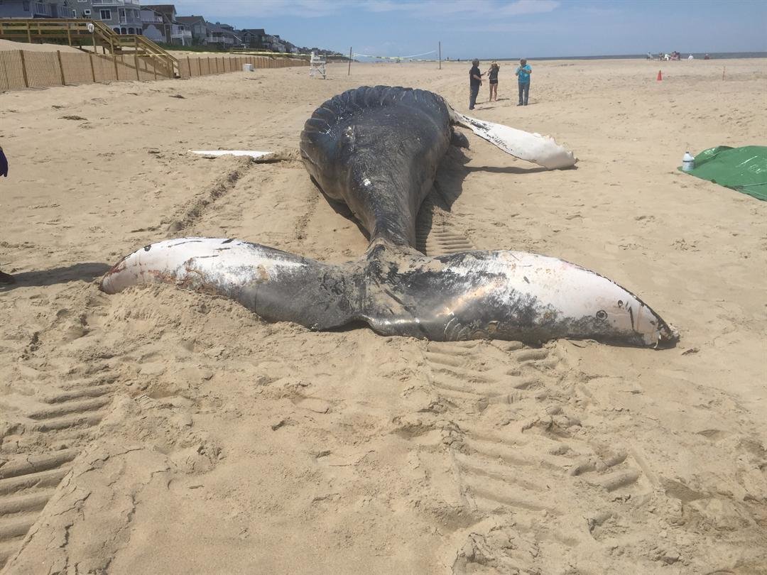 The whale was first seen by a neighbor Friday morning