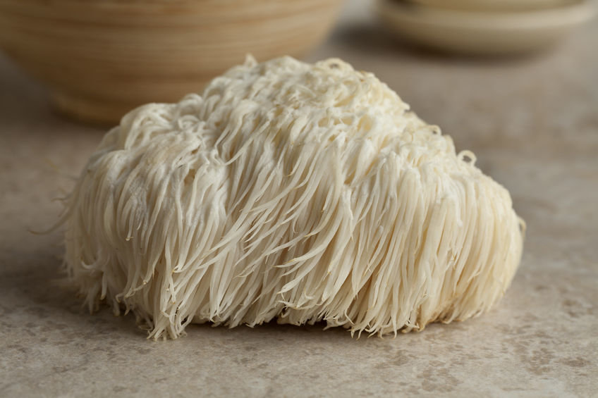 Click to enlarge Lion's Mane Mushroom