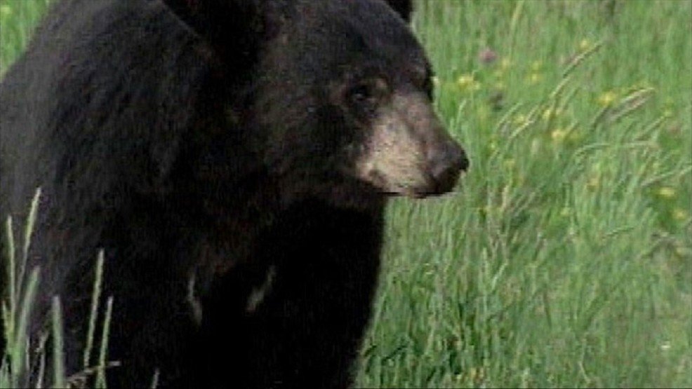 Black bear
