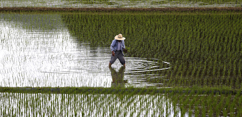 man and rice