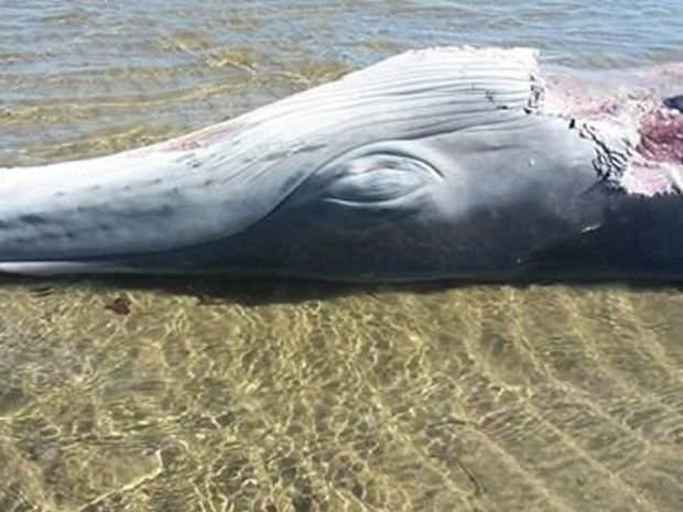 Click to enlarge A dead whale washed up on a Bowen beach.