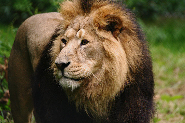 Asiatic Lion