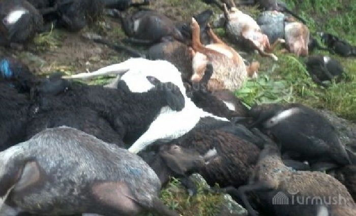 Click to enlarge Dead Sheep