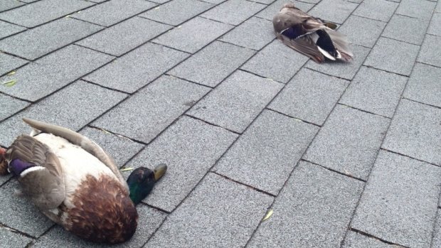 After a flash of lightning, three ducks fell from the sky and landed on this roof in south Regina on Saturday night. Three more dead ducks were found in nearby yards. 