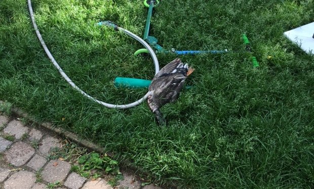 Click to enlarge Dead duck