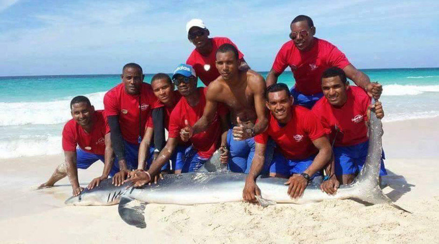 shark selfie