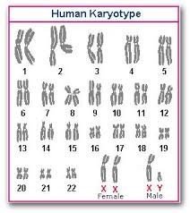 human karyotype